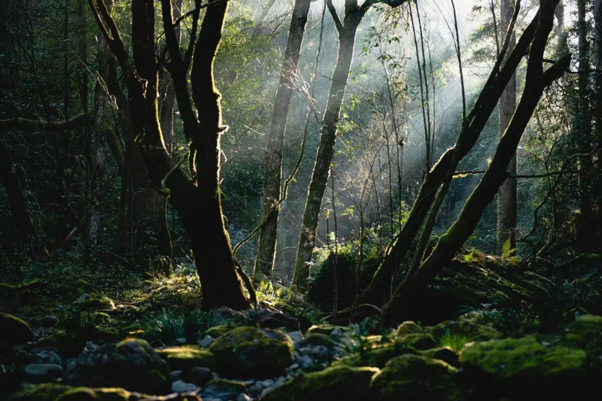 Regenwald, Umwelt, Klima: Dichter Wald mit einzelnen Sonnenstrahlen
