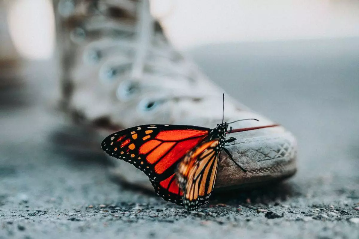 Bunter Schmetterling auf grauem Schuh