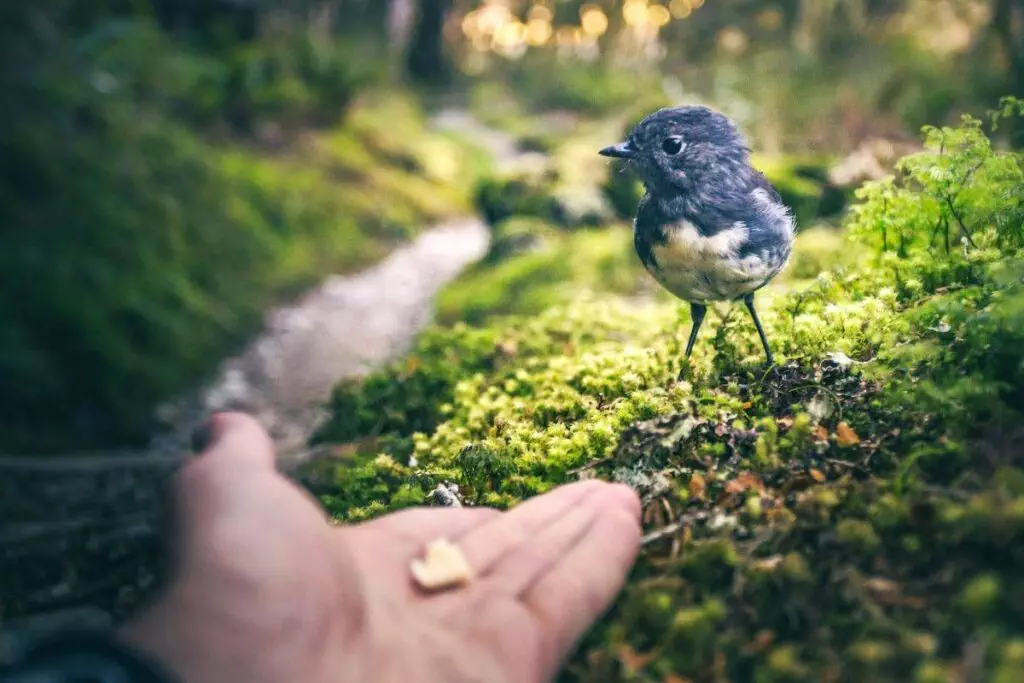Vertrauen - auf einer Hand liegt ein Brotkrumen, ein Vogel guckt skeptisch